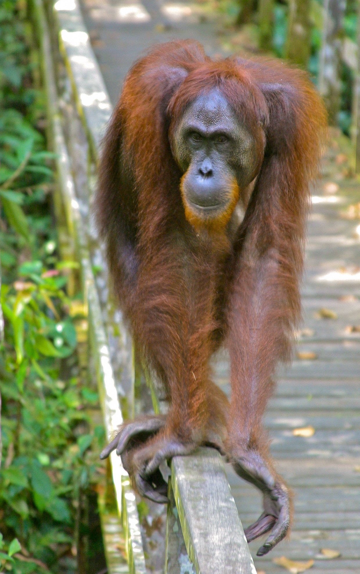 Orangutan