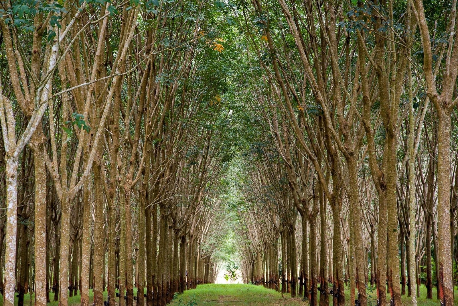 The Natural Cathedral