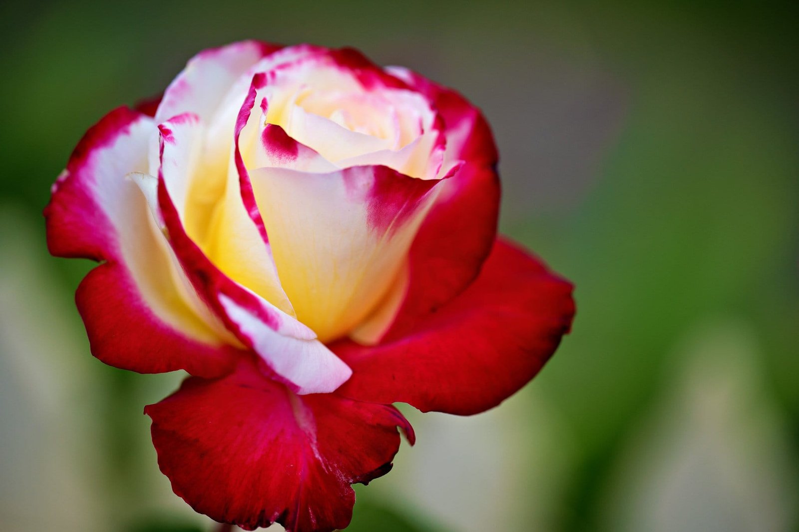 A Rose by any other name